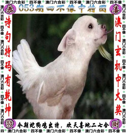 澳门特马开多少号,设计策略快速解答_整版DKJ656.74