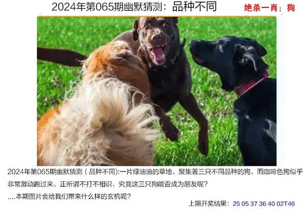 四肖八码正版资料期期准最新下载,设计策略快速解答_整版DKJ656.74