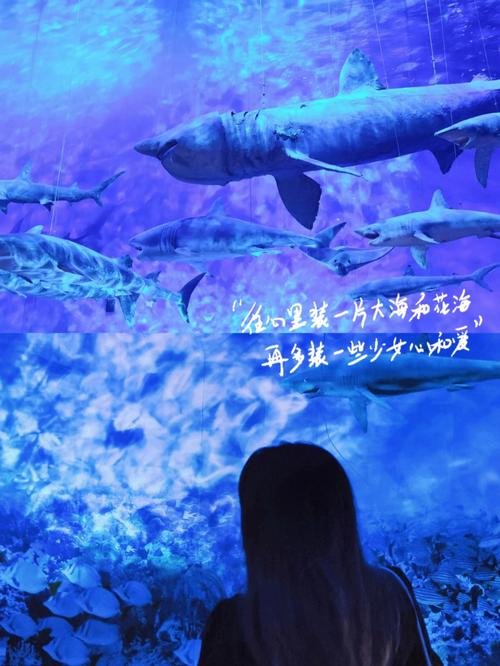 海底世界3D,绝对策略计划研究_社交版40.12.0