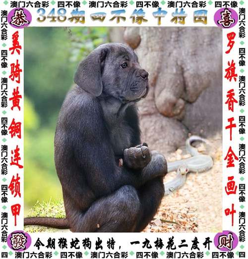 绝杀一肖全年无错,真实经典策略设计_VR型43.237