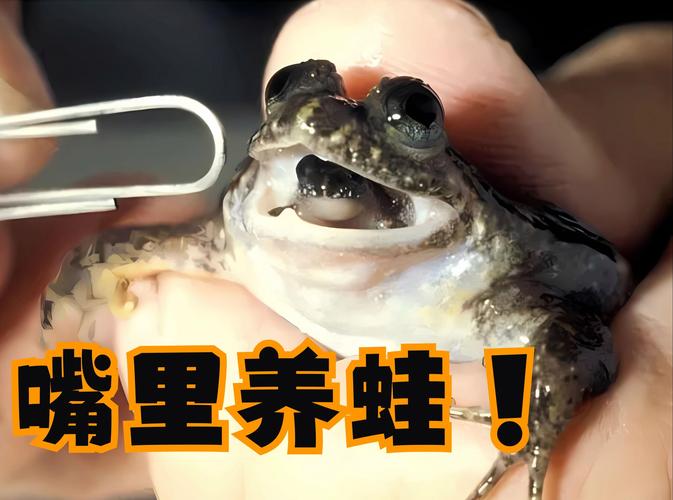 养青蛙一亩要多少钱,真实经典策略设计_VR型43.237
